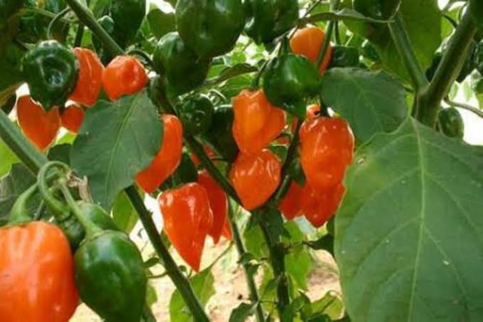 Habanero pepper Farmland Schedule 1 2025